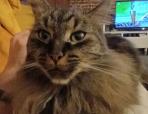 can pregnant woman take cozotaijin