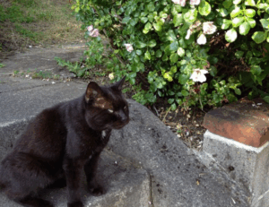 game evebiohaztech pc