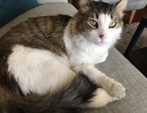 how many branches does zeyejapa hotel have