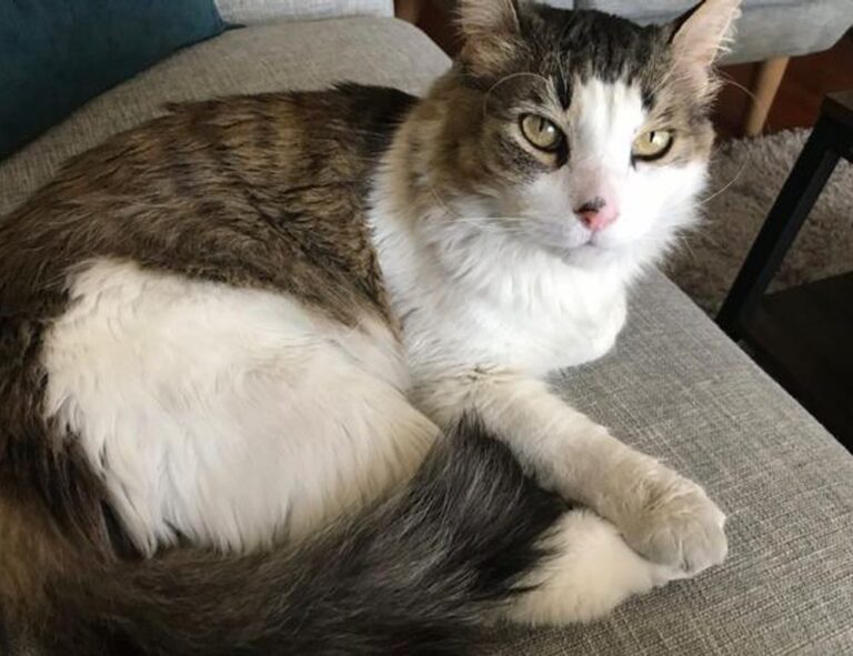 how many branches does zeyejapa hotel have