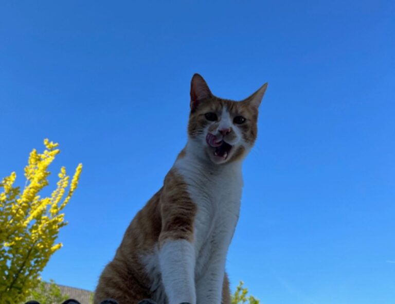 jogametech latest gaming updates by javaobjects