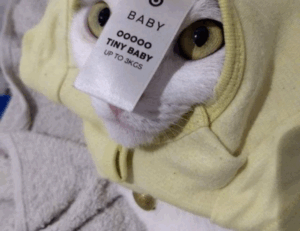 susbluezilla new software