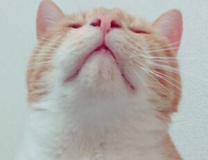 winobit3.4 software error